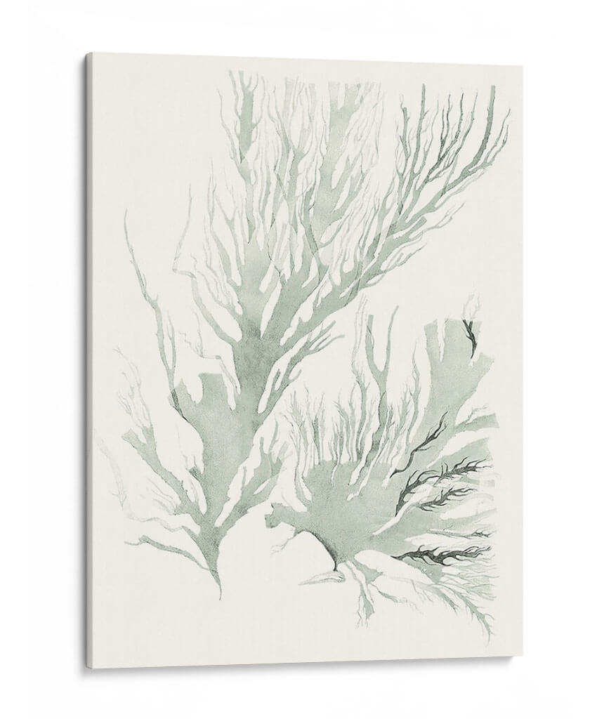 Sage Green Seaweed Iv - Vision Studio | Cuadro decorativo de Canvas Lab