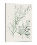 Sage Green Seaweed Iv - Vision Studio | Cuadro decorativo de Canvas Lab