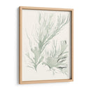 Sage Green Seaweed Iv - Vision Studio | Cuadro decorativo de Canvas Lab