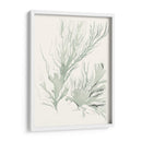 Sage Green Seaweed Iv - Vision Studio | Cuadro decorativo de Canvas Lab