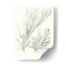Sage Green Seaweed Iv - Vision Studio | Cuadro decorativo de Canvas Lab