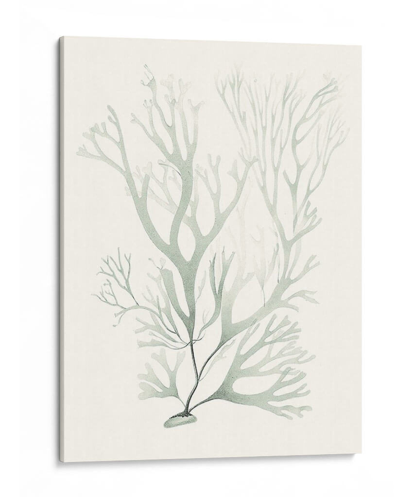 Sage Green Seaweed V - Vision Studio | Cuadro decorativo de Canvas Lab