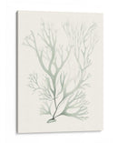 Sage Green Seaweed V - Vision Studio | Cuadro decorativo de Canvas Lab