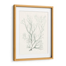 Sage Green Seaweed V - Vision Studio | Cuadro decorativo de Canvas Lab