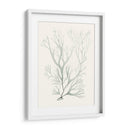 Sage Green Seaweed V - Vision Studio | Cuadro decorativo de Canvas Lab