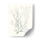Sage Green Seaweed V - Vision Studio | Cuadro decorativo de Canvas Lab