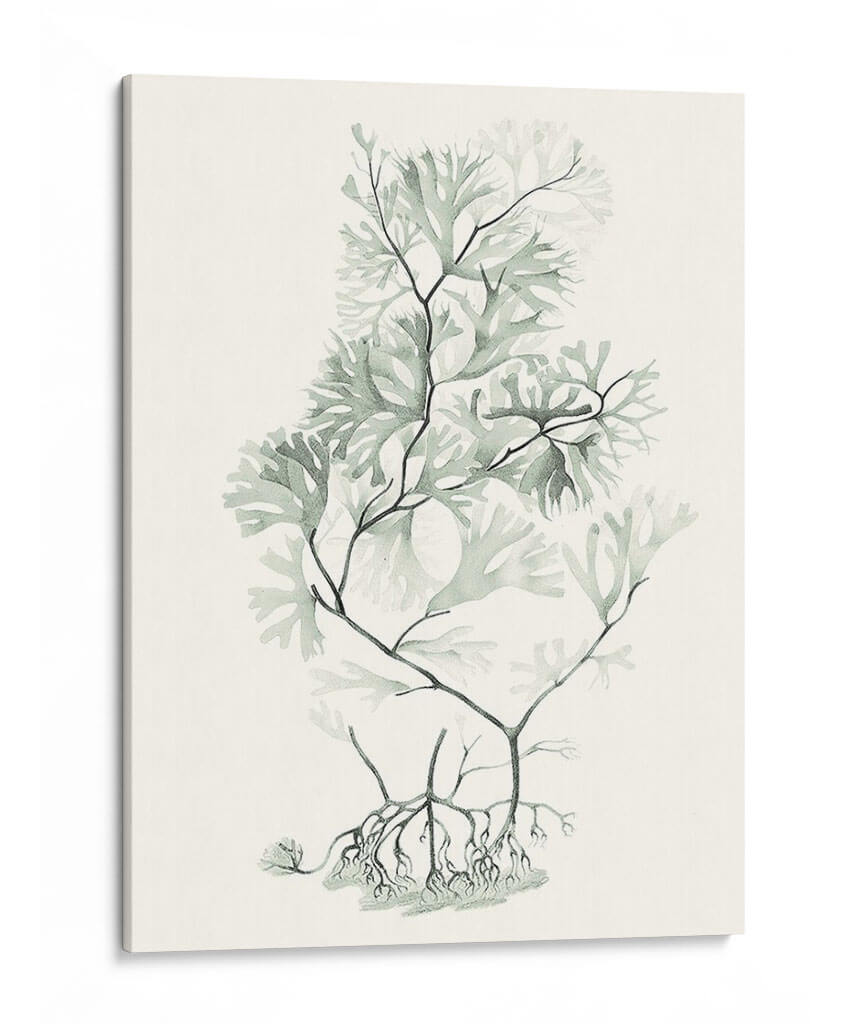 Sage Green Seaweed Vi - Vision Studio | Cuadro decorativo de Canvas Lab