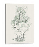 Sage Green Seaweed Vi - Vision Studio | Cuadro decorativo de Canvas Lab