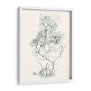 Sage Green Seaweed Vi - Vision Studio | Cuadro decorativo de Canvas Lab