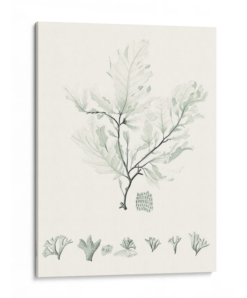 Sage Green Seaweed Vii - Vision Studio | Cuadro decorativo de Canvas Lab