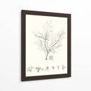 Sage Green Seaweed Vii - Vision Studio | Cuadro decorativo de Canvas Lab