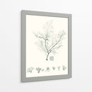 Sage Green Seaweed Vii - Vision Studio | Cuadro decorativo de Canvas Lab