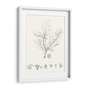 Sage Green Seaweed Vii - Vision Studio | Cuadro decorativo de Canvas Lab
