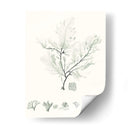 Sage Green Seaweed Vii - Vision Studio | Cuadro decorativo de Canvas Lab
