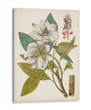 Encanto Vintage I - Vision Studio | Cuadro decorativo de Canvas Lab