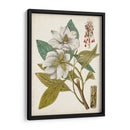 Encanto Vintage I - Vision Studio | Cuadro decorativo de Canvas Lab