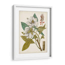 Encanto Vintage I - Vision Studio | Cuadro decorativo de Canvas Lab