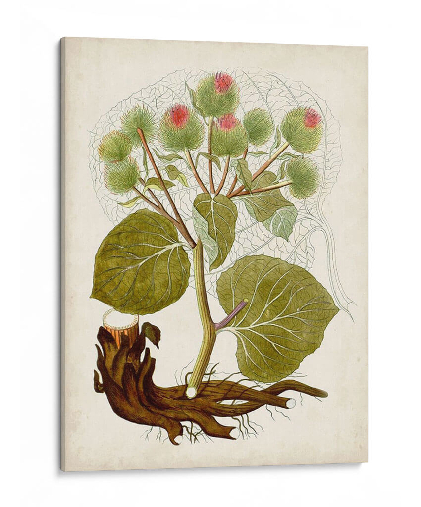 Charm Vintage Iii - Vision Studio | Cuadro decorativo de Canvas Lab