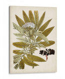 Encanto Vintage V - Vision Studio | Cuadro decorativo de Canvas Lab