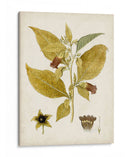 Charm Vintage Vi - Vision Studio | Cuadro decorativo de Canvas Lab