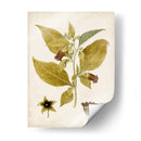 Charm Vintage Vi - Vision Studio | Cuadro decorativo de Canvas Lab