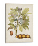 Charm Vintage Viii - Vision Studio | Cuadro decorativo de Canvas Lab