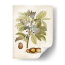 Charm Vintage Viii - Vision Studio | Cuadro decorativo de Canvas Lab