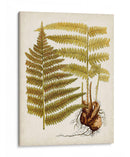 Charm Vintage Ix - Vision Studio | Cuadro decorativo de Canvas Lab