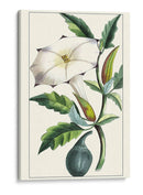 Turpin Exótico Botánico I - Turpin | Cuadro decorativo de Canvas Lab