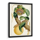 Turpin Exótico Botánico Vii - Turpin | Cuadro decorativo de Canvas Lab