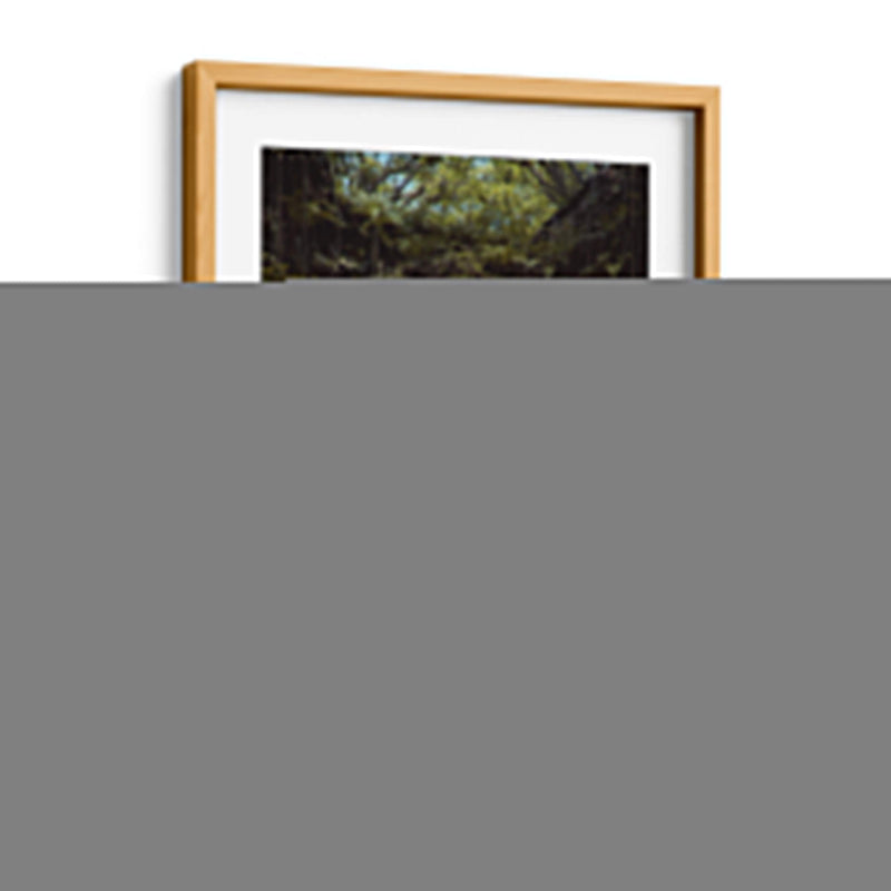 Stormtropper entre el musgo | Cuadro decorativo de Canvas Lab