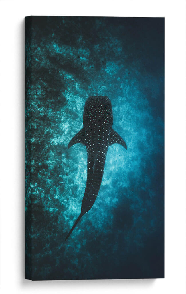 El nado del tiburón ballena | Cuadro decorativo de Canvas Lab