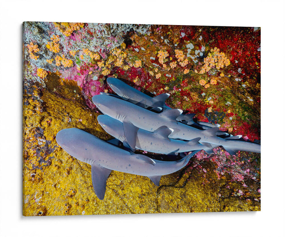 Familia de tiburones | Cuadro decorativo de Canvas Lab