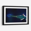 Pez sierra | Cuadro decorativo de Canvas Lab