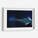 Pez sierra | Cuadro decorativo de Canvas Lab