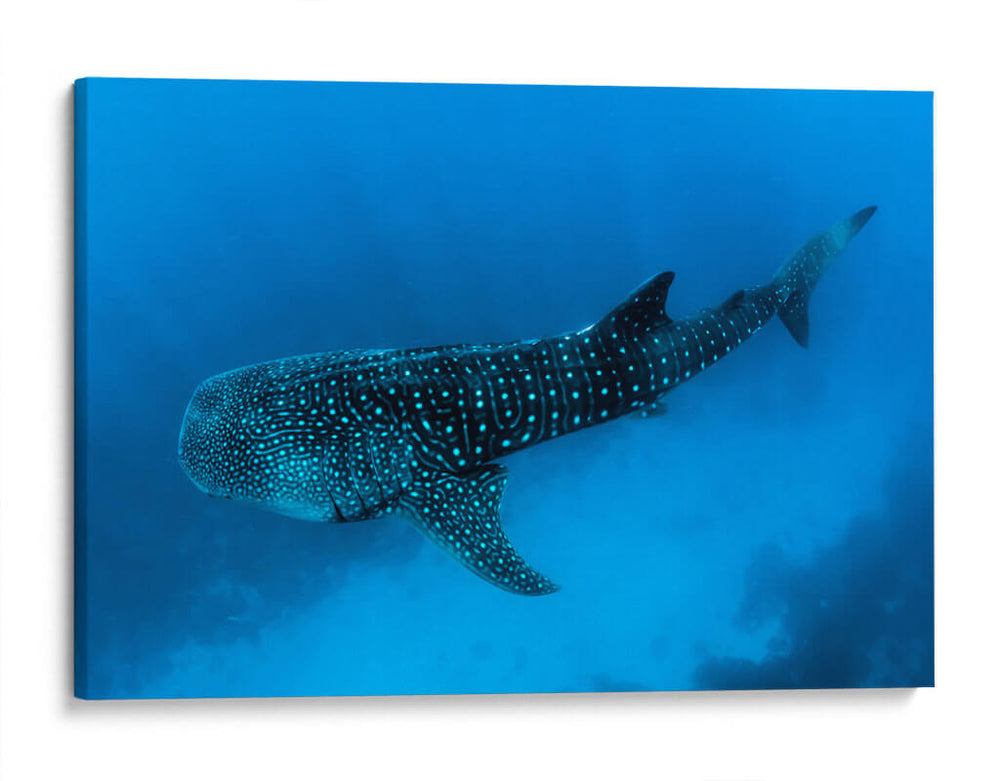 Tiburón ballena en lo azul | Cuadro decorativo de Canvas Lab