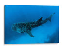 Tiburón ballena en lo azul | Cuadro decorativo de Canvas Lab