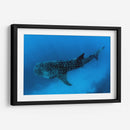 Tiburón ballena en lo azul | Cuadro decorativo de Canvas Lab