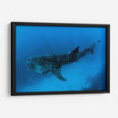 Tiburón ballena en lo azul | Cuadro decorativo de Canvas Lab