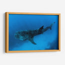 Tiburón ballena en lo azul | Cuadro decorativo de Canvas Lab
