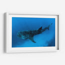 Tiburón ballena en lo azul | Cuadro decorativo de Canvas Lab