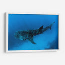 Tiburón ballena en lo azul | Cuadro decorativo de Canvas Lab
