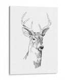 Boceto Joven Buck I - Emma Scarvey | Cuadro decorativo de Canvas Lab