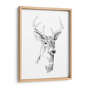 Boceto Joven Buck I - Emma Scarvey | Cuadro decorativo de Canvas Lab