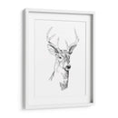 Boceto Joven Buck I - Emma Scarvey | Cuadro decorativo de Canvas Lab