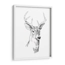Boceto Joven Buck I - Emma Scarvey | Cuadro decorativo de Canvas Lab