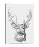 Sketch Ii Joven Buck - Emma Scarvey | Cuadro decorativo de Canvas Lab
