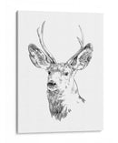 Joven Buck Boceto Iv - Emma Scarvey | Cuadro decorativo de Canvas Lab