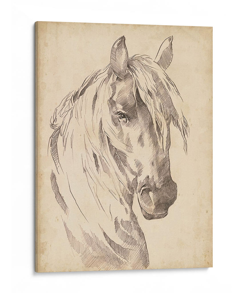 Bosquejo De Retrato De Caballo I - Jennifer Paxton Parker | Cuadro decorativo de Canvas Lab