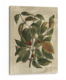 Deshayes Tree Ii - Gerard Paul Deshayes | Cuadro decorativo de Canvas Lab